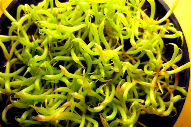 Darlingtonia_Saemlinge.jpg